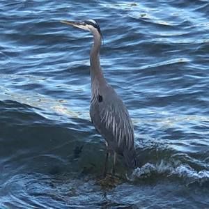 Meet your Posher, Jana